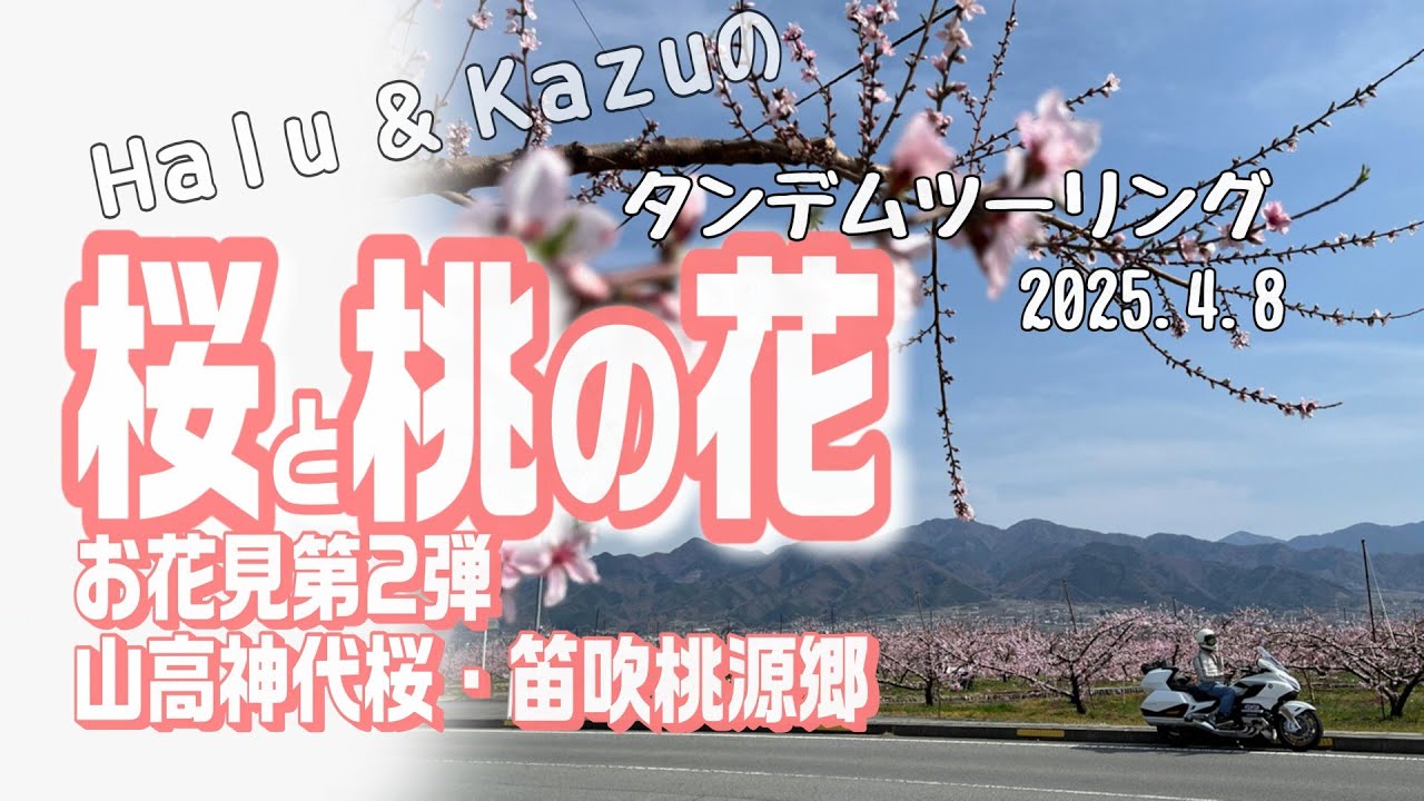 ゴールドウィングで山梨お花見ツーリング。樹齢2000年の「神代桜」や桃色に染まる笛吹桃源郷。