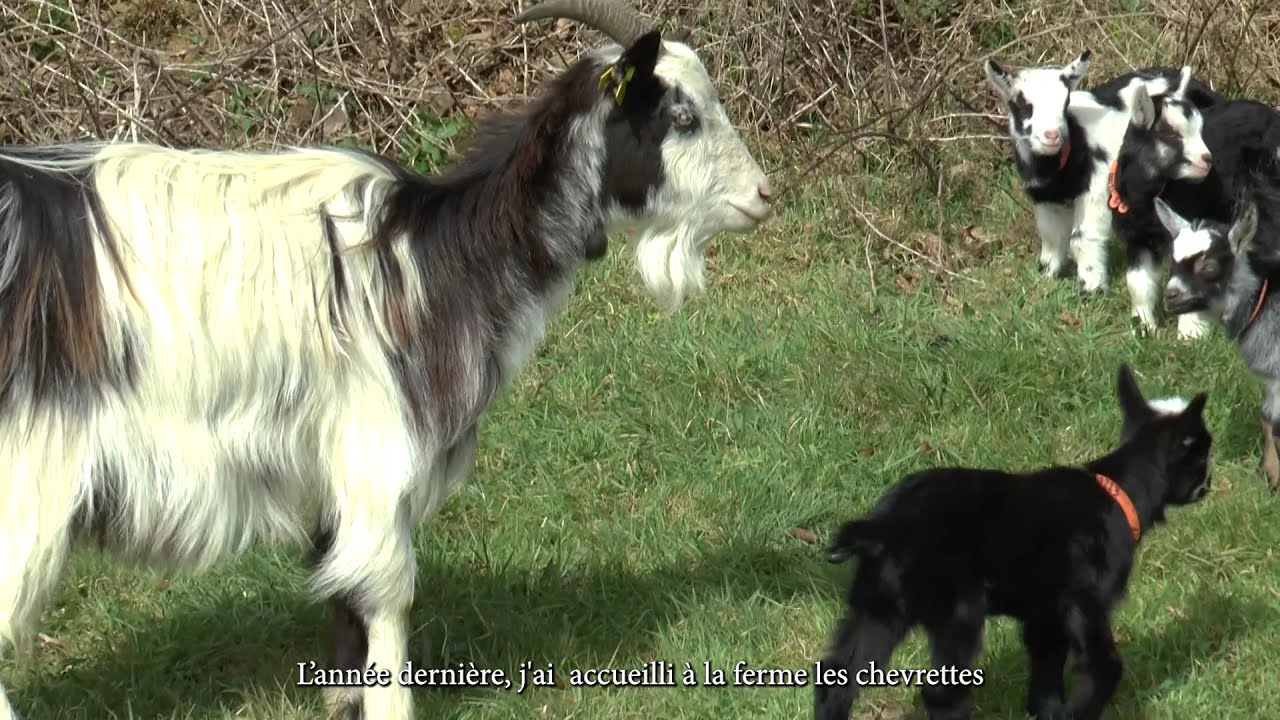 Lény Rose, éleveur de Chèvre des Fossés