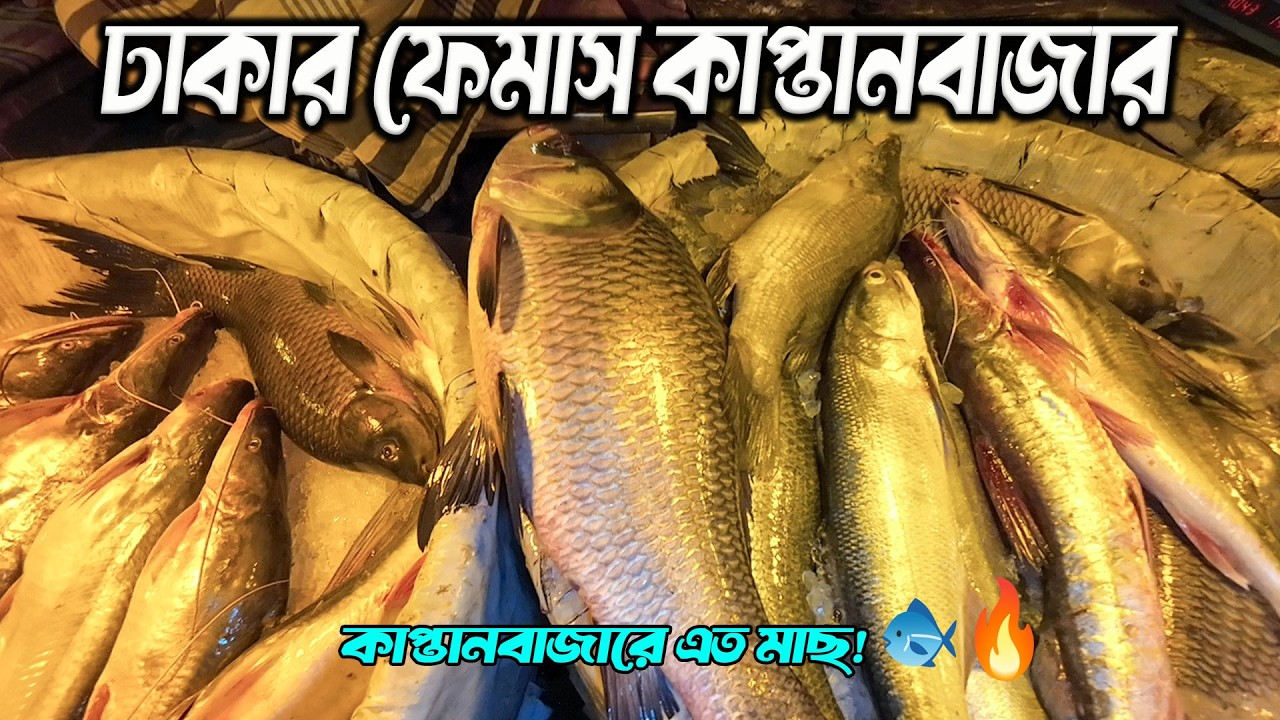 ঢাকার ব্যস্ততম কাপ্তানবাজার মাছের বাজার 🐟 | ইলিশ থেকে বোয়াল সব এক জায়গায় | Fish Market Dhaka 2026