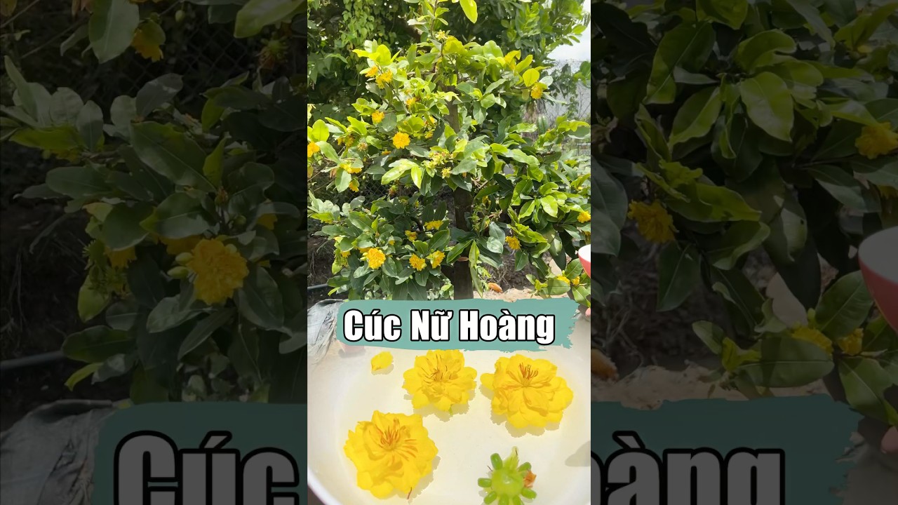 Nữ ho&agrave;ng c&aacute;c d&ograve;ng c&uacute;c đ&acirc;y cả nh&agrave; ơi #cucnuhoang #chomai #caycanh #maivang