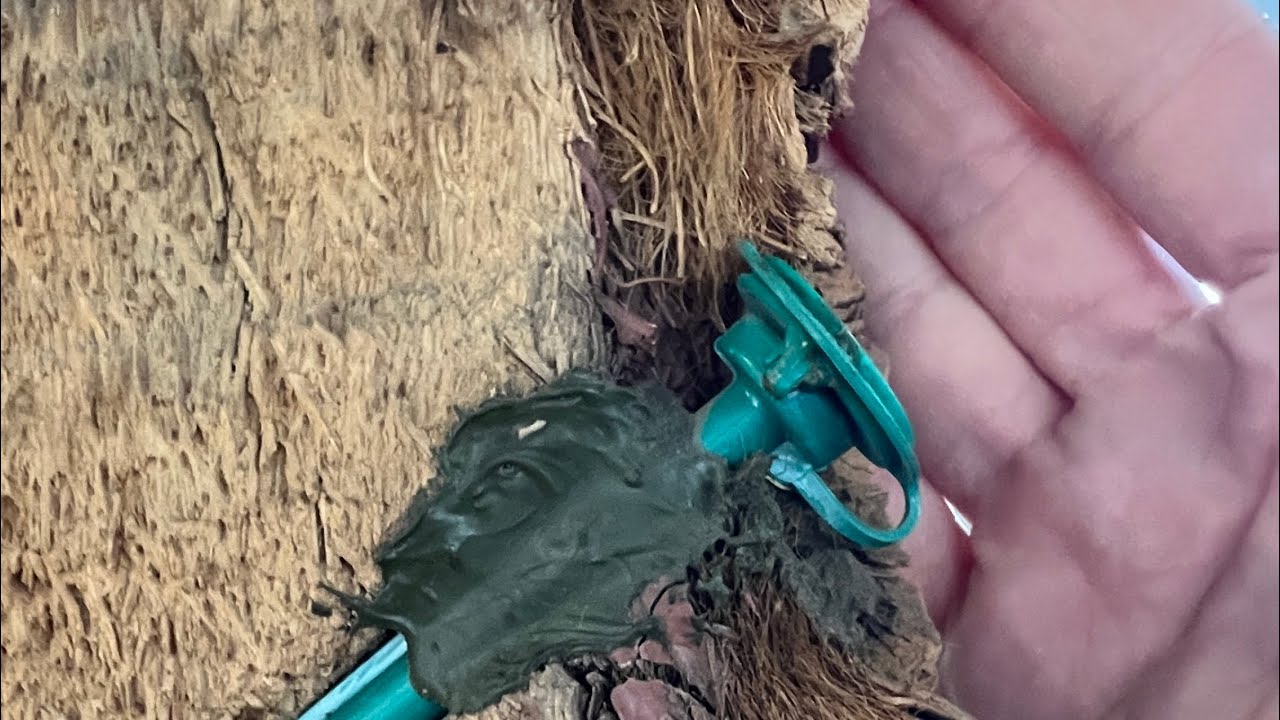 Protección del Picudo Rojo con Sistema de Endoterapia para tratamiento de palmeras SOSPALM