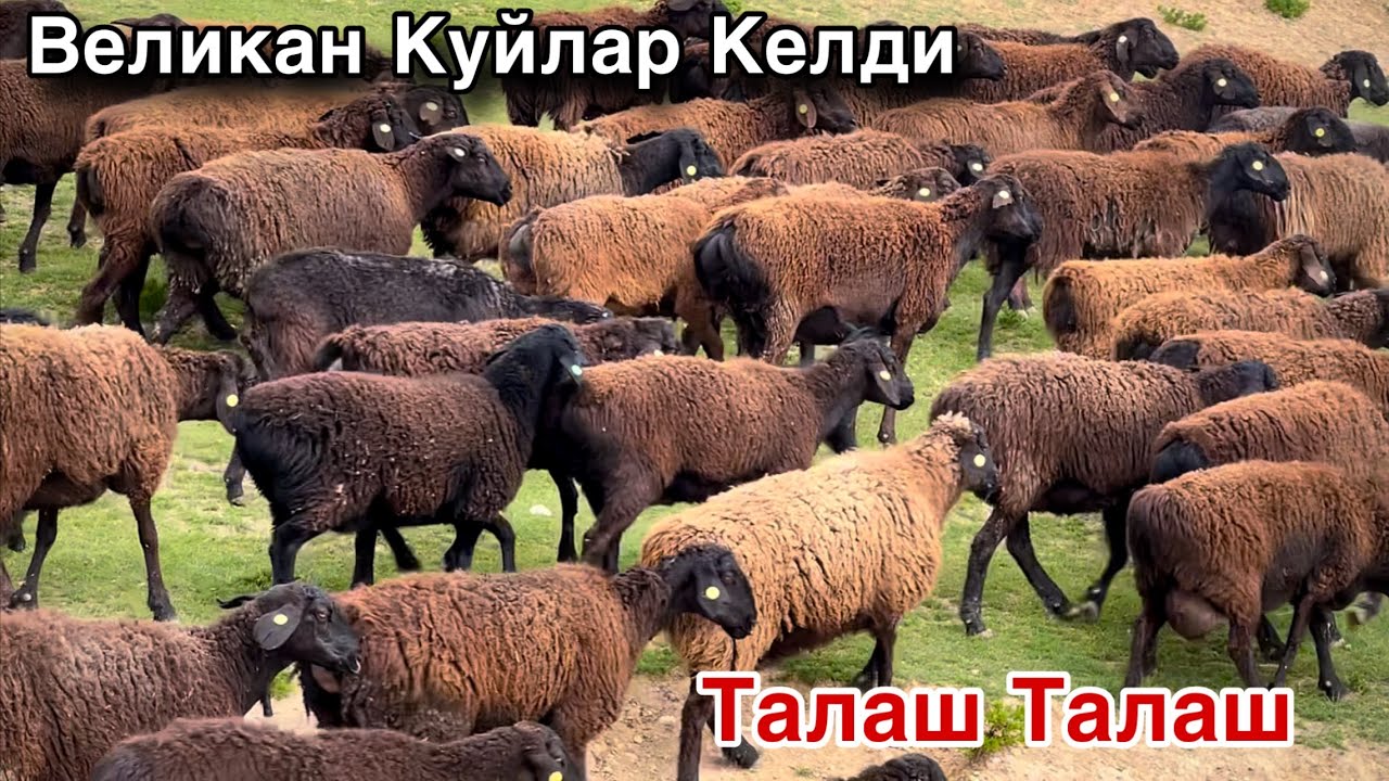 НИХОЯТ КУЙЛАР КЕЛДИ! ☎️+998 70 125 0393 ☎️+998 99 196 8484
