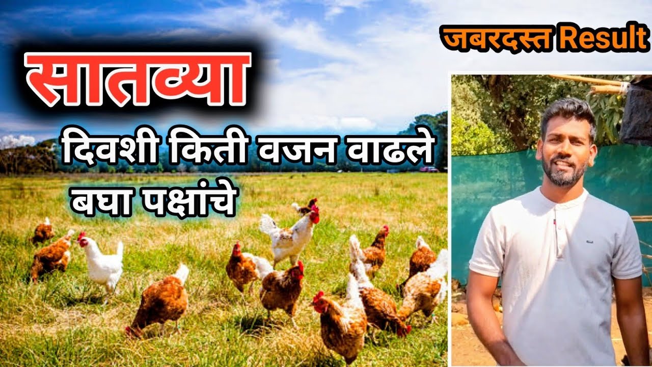 पुन्हा कशाप्रकारे वजनात वाढ झाली बघा !! मार्केट फीड VS घरगुती खाद्य