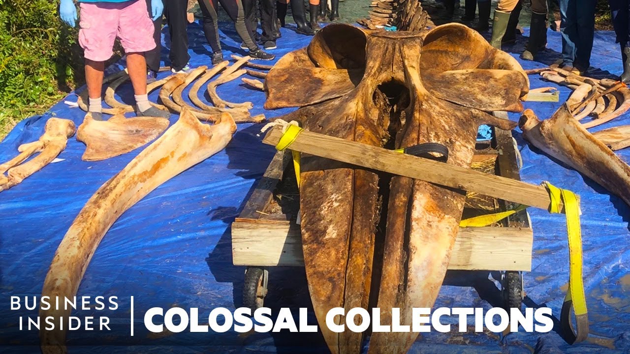 How Whale Specimens Get Devoured For The Smithsonian's 18,000 Bone Collection | Colossal Collections