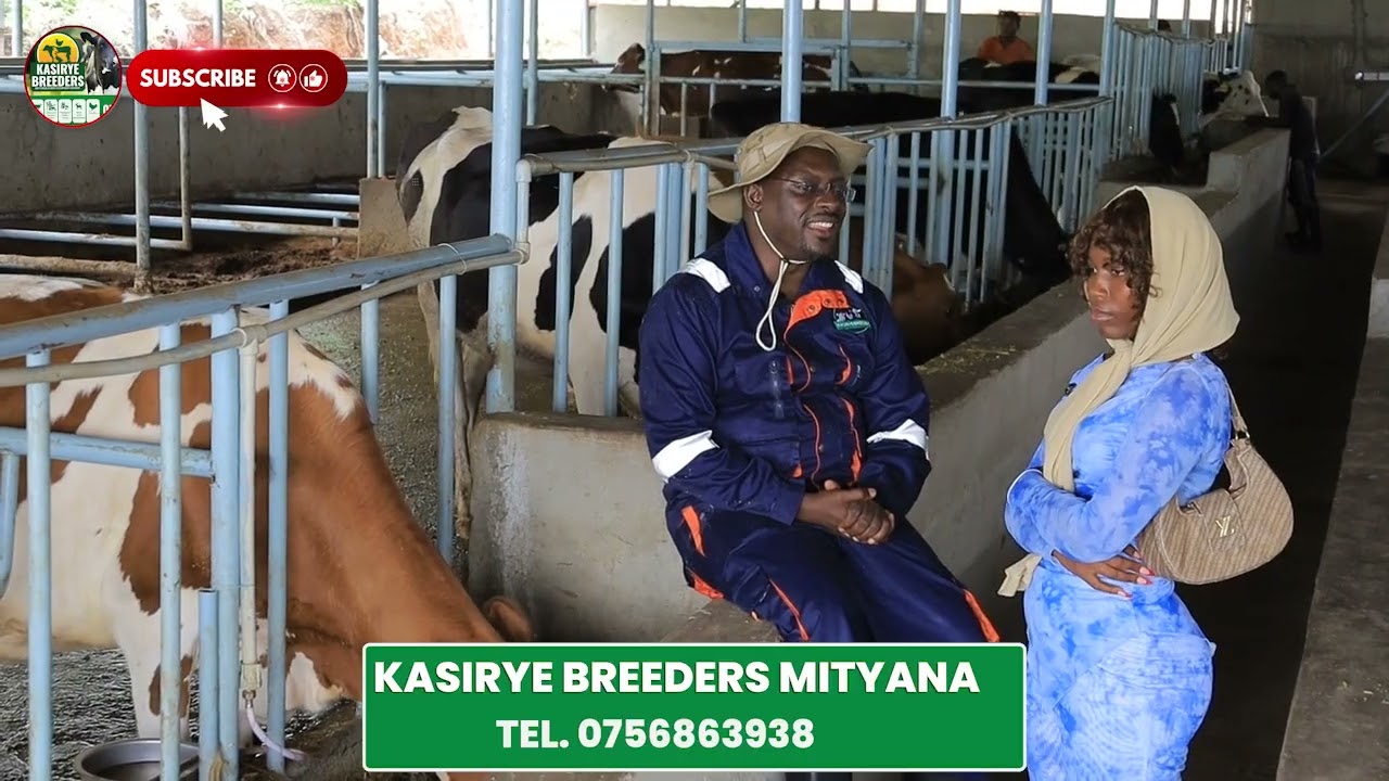 Yiga engeri gyebalisamu ente ya mata nekuwa amata amanji no okukula amangu onoge sente