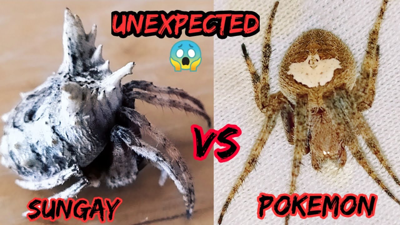 Camel Spider VS Pokemon Spider - fast Game 😬