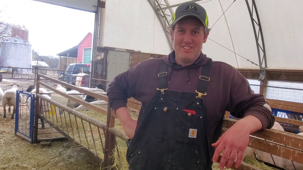 Sheep Farming: Shearing Pregnant Suffolk Sheep