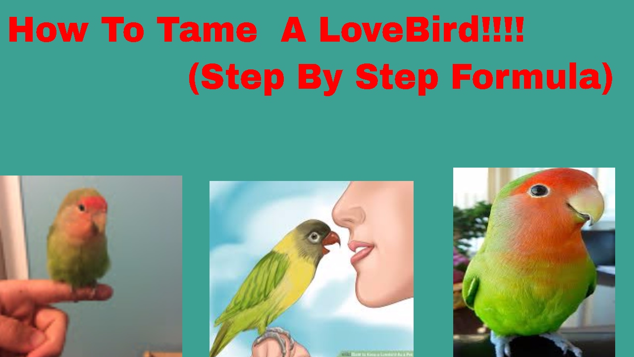 (How To) Tame Your LoveBird (Updated Version)