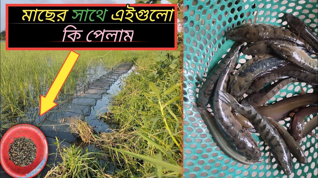 আজকে অনেক গুলো চায়না রিং জালে কি মাছ পায় আপনাদের দেখাবো | All Farming Asia