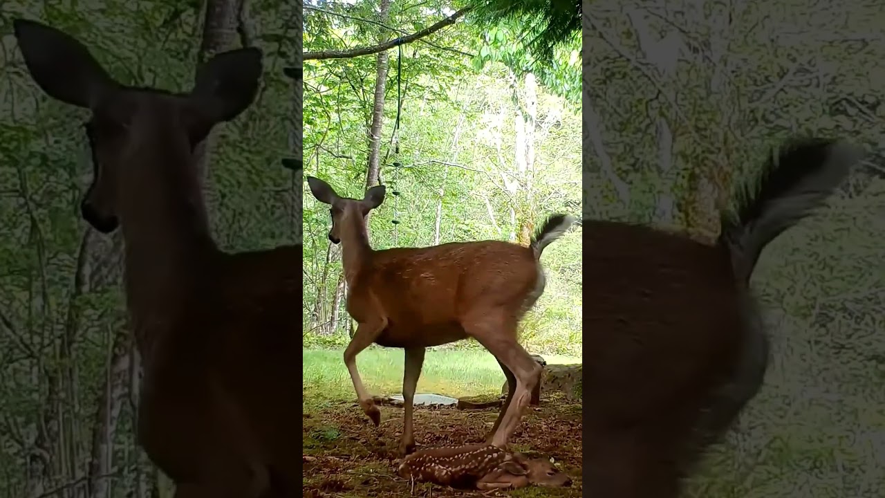 Bear attacks Deer and BABY
