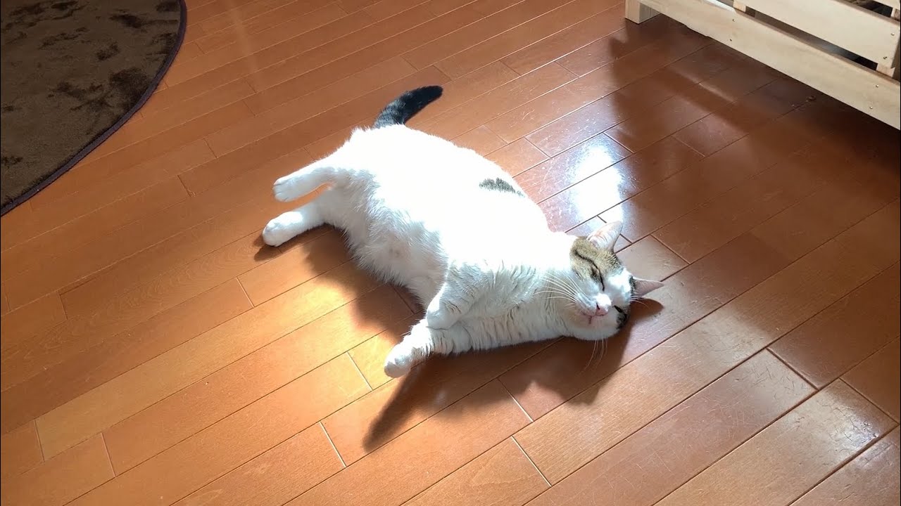 野生を忘れて冬でも落ちている猫