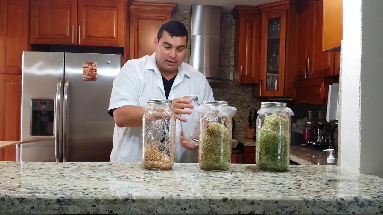 🌱 How to Sprout Red Clover   Sprouting Red Clover 🌱