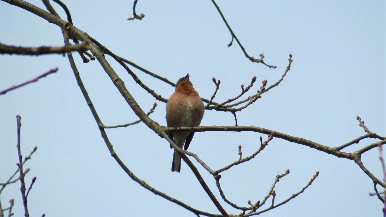 Песня зяблика Fringilla coelebs и журчание ручья