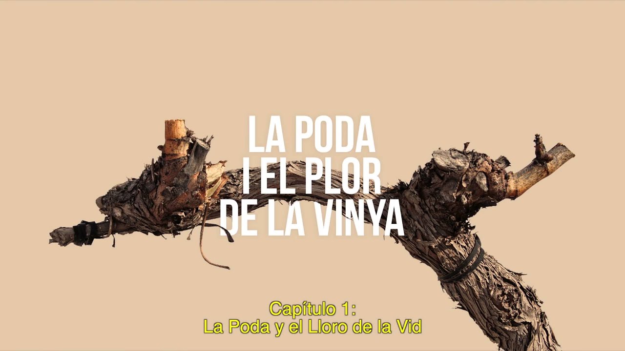 EL CICLE VEGETATIU DE LA VINYA (Part 1 de 6)