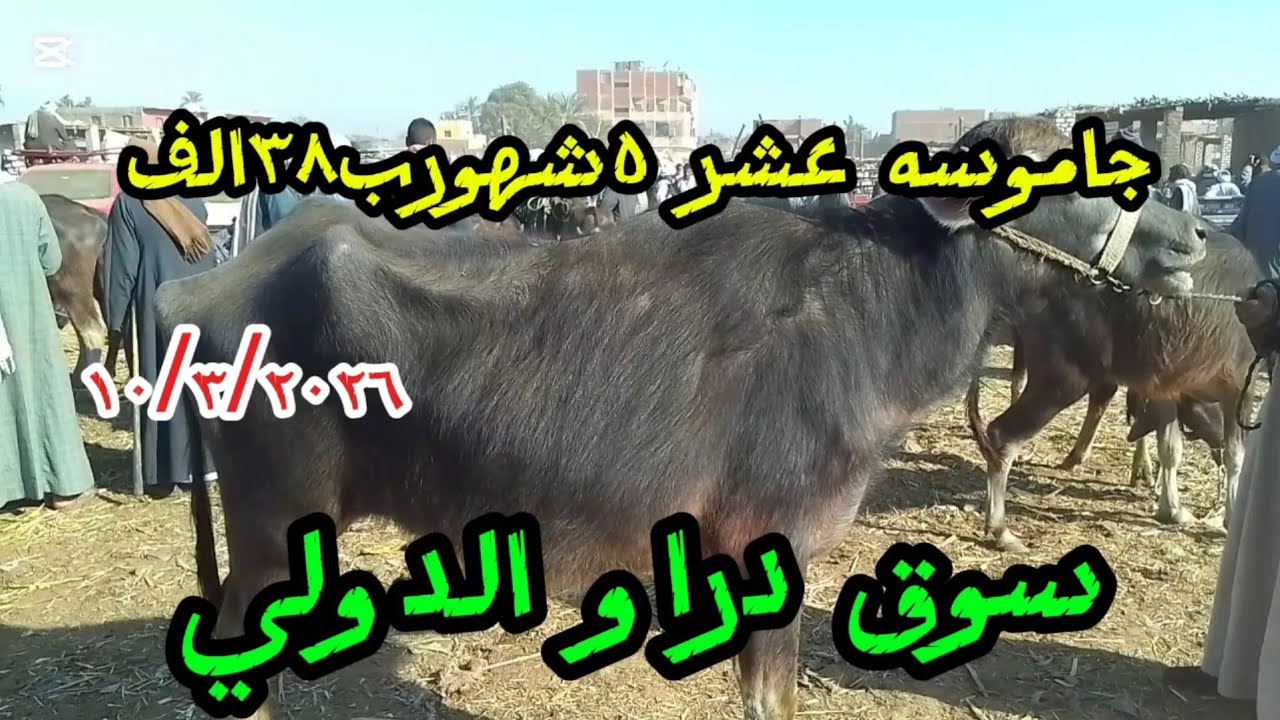 اسعارالجاموس القنيه والوالد والعشر داخل سوق دراو ١٠/٣