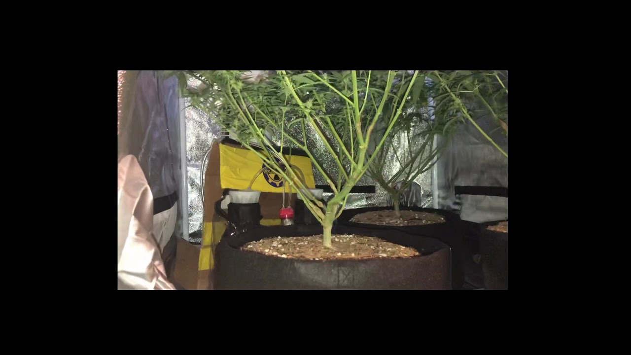 Critical Purple Kush grow, episode 2