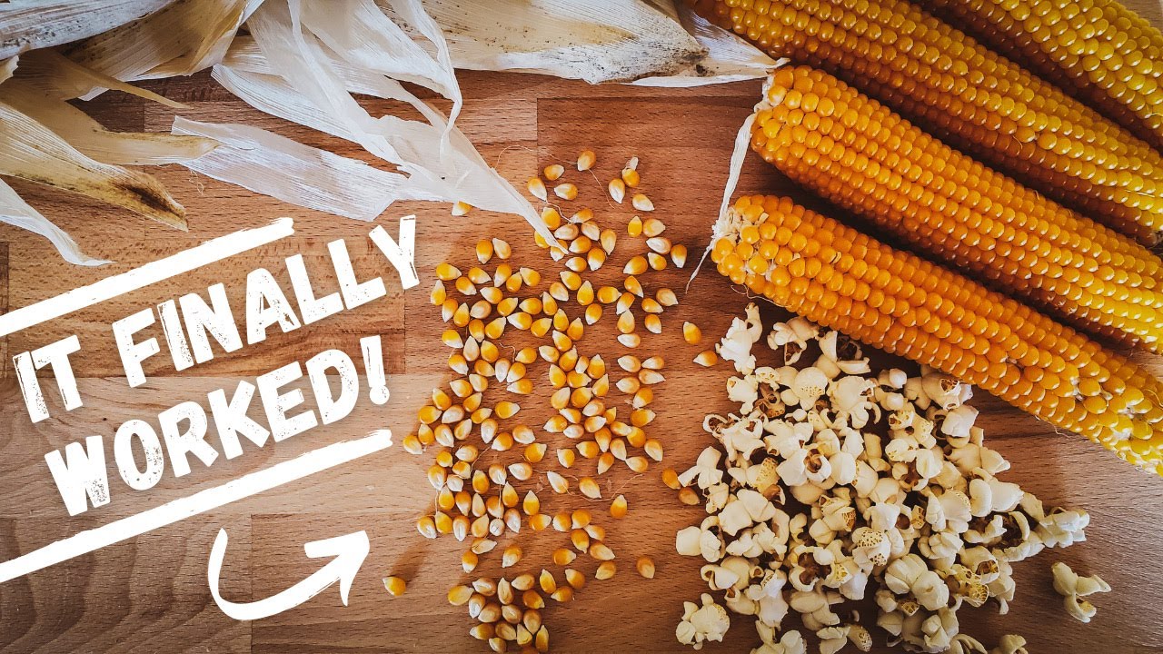 How To Cure Homegrown Popcorn | It Takes a Bit of Patience...