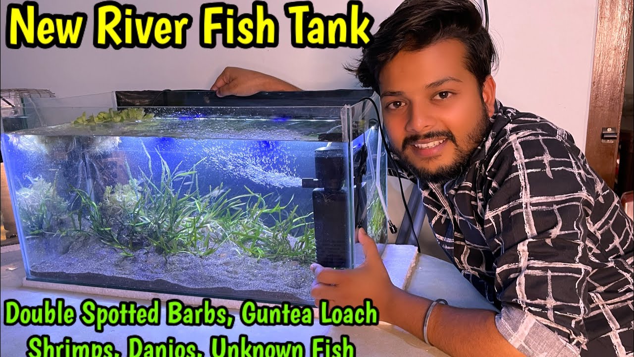 Fish from River directly to a new Planted Fish Tank Setup for free🔥| Planted setup for free of cost