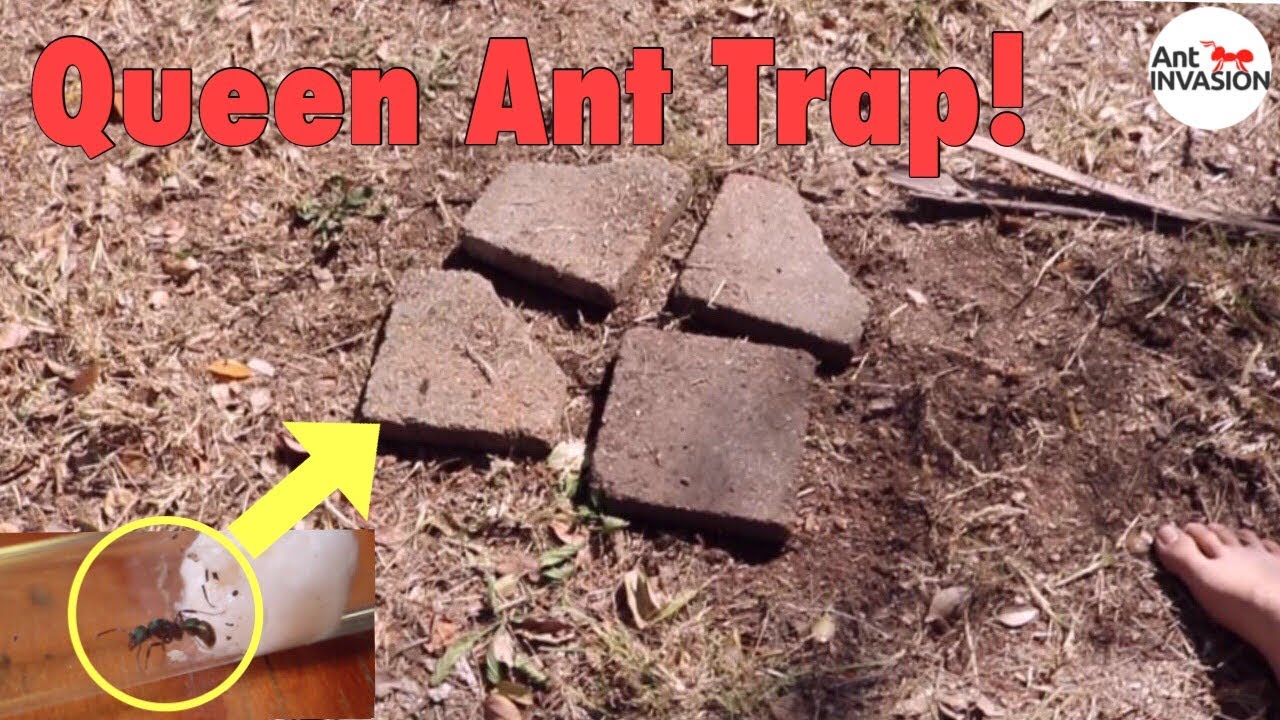 How To Make Queen Ant Trap + AA Nest Winner!