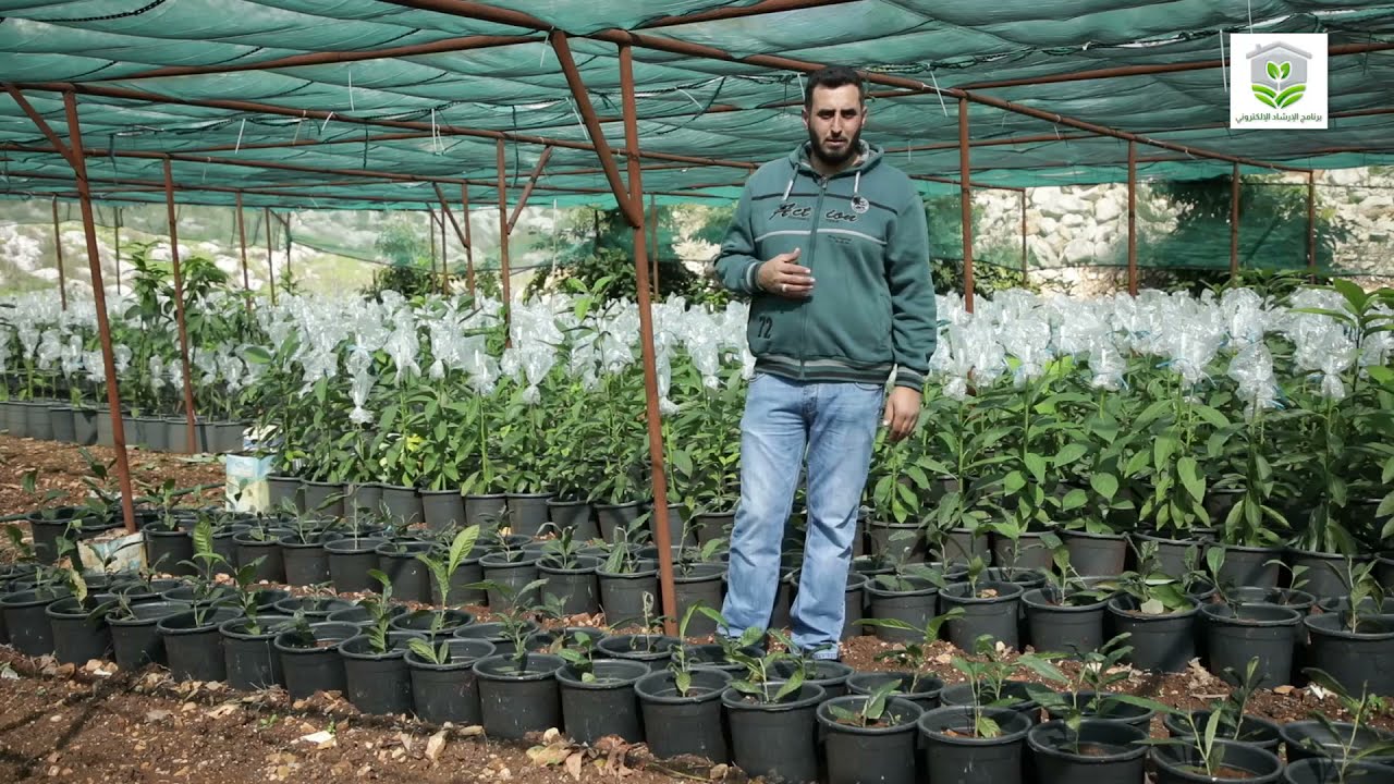 طريقة تطعيم شتلة الافوكادو