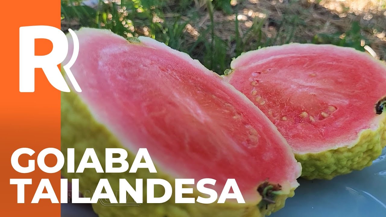 Produção da Goiaba Tailandesa