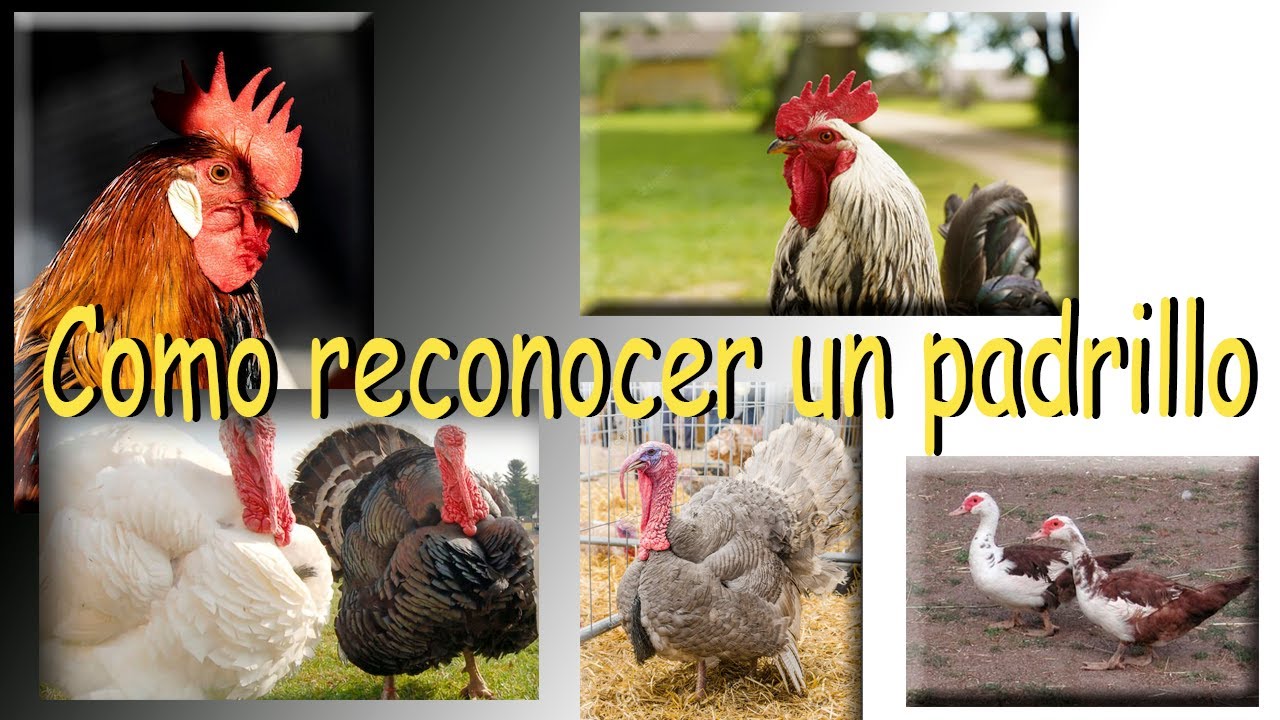 COMO RECONOCER UN PADRILLO, REPRODUCTOR O SEMENTAL *aves de corral