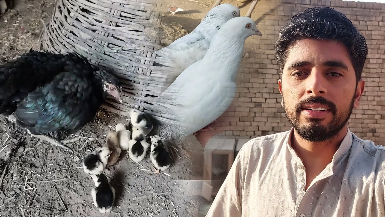 Mashallah Choza Nikal Aya/MalikSquad