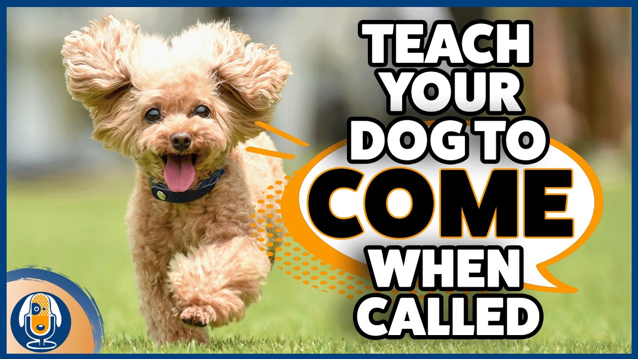 The Recall Myth: Why Your Off Leash Dog Isn’t Coming When Called And How To Fix It #302 #podcast