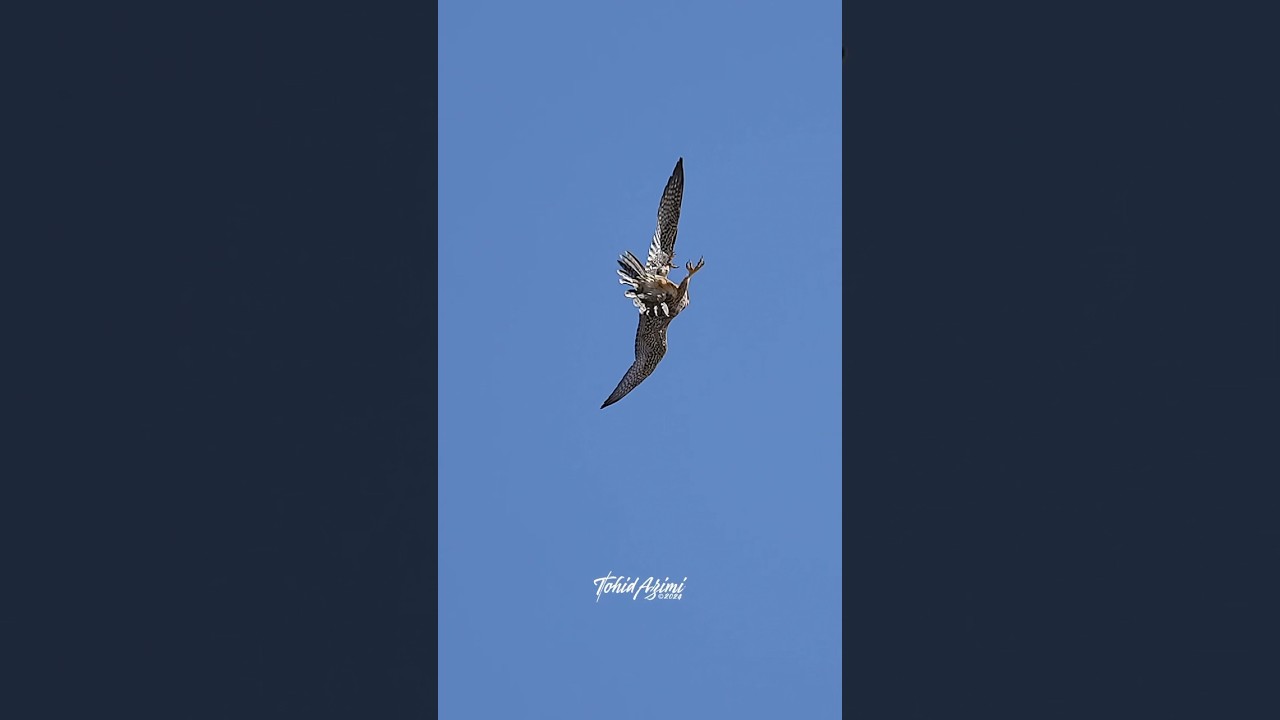 Male fledgeling Peregrine Falcon performs crazy cool aerial acrobatics. #falcons #peregrinefalcon