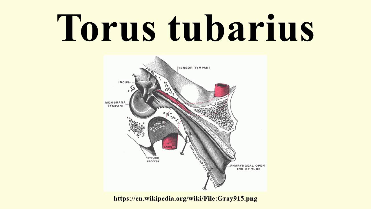 Torus tubarius