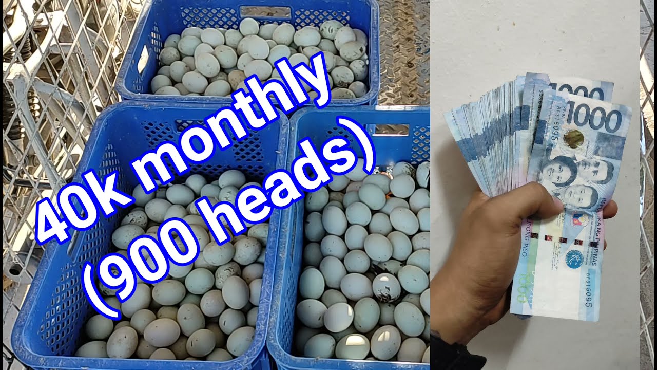 Duck Farming | itikan business Pagpapakain ng AZOLLA sa mga nangingitlog na itik