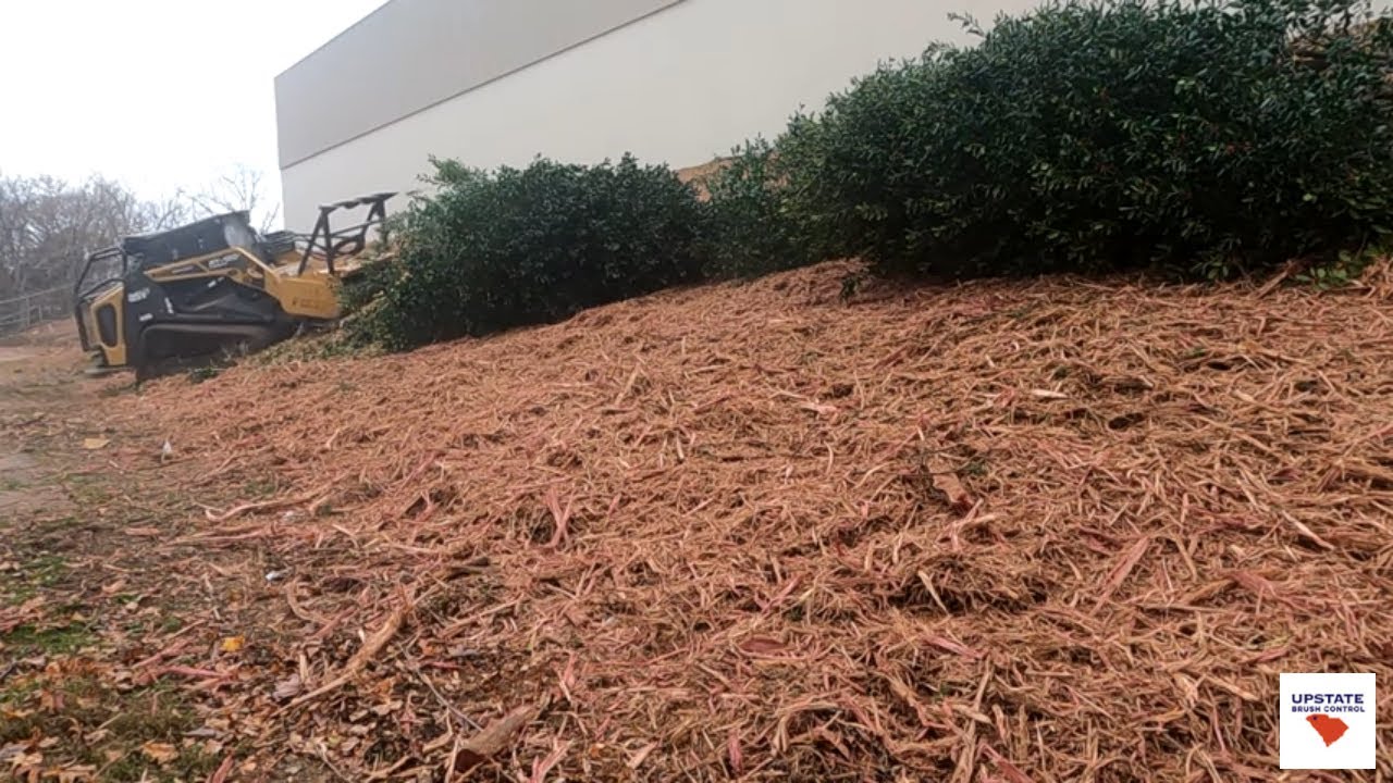 Forestry Mulching Overgrown Hillside