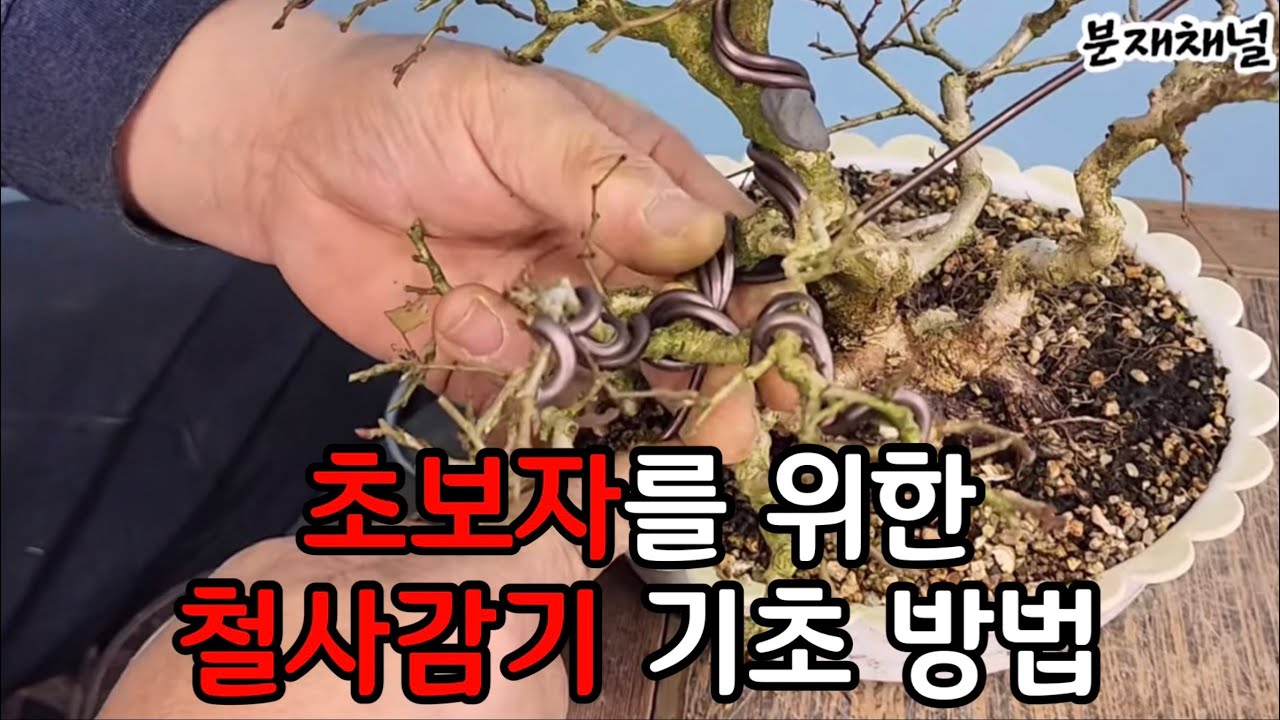 분재관리 359강  초보자를 위한 철사감기 기초 방법