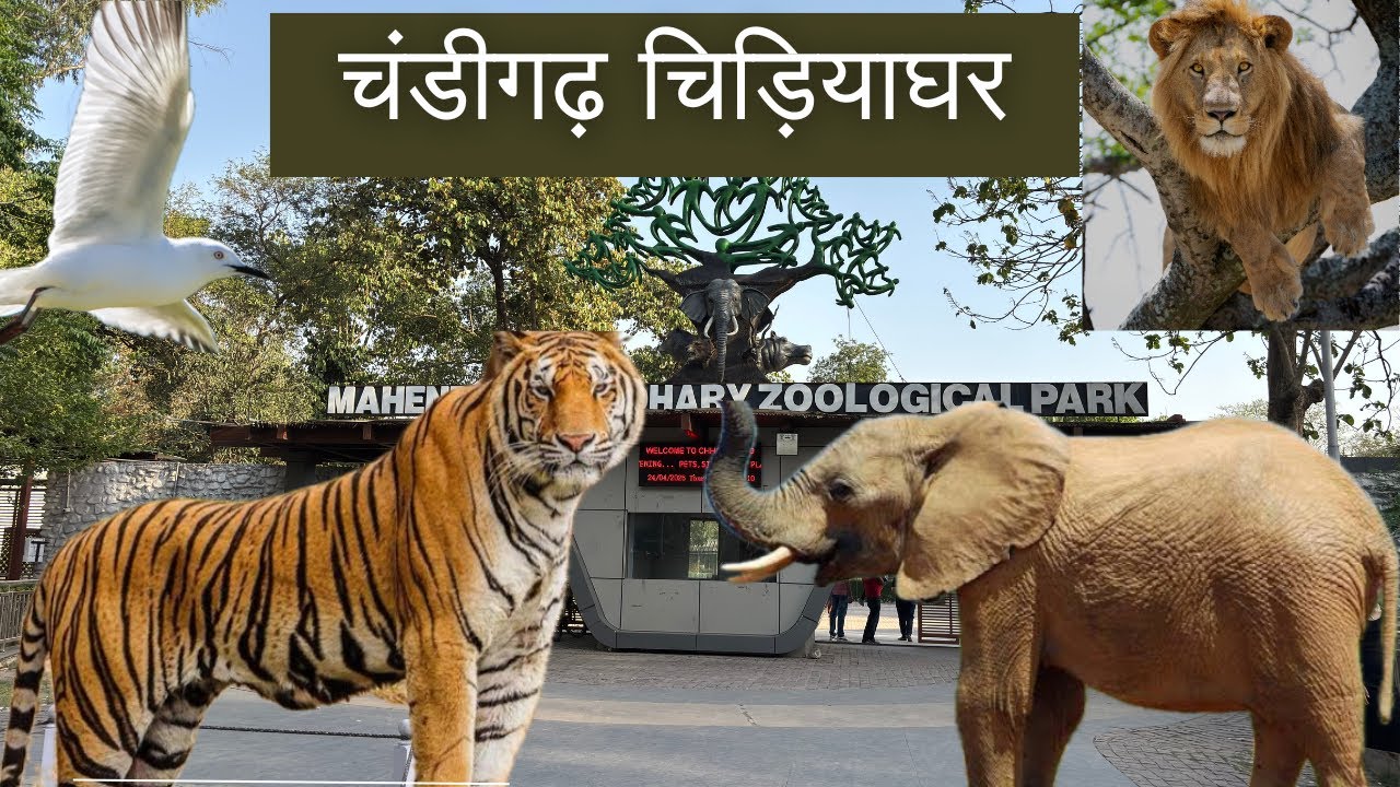 Chandigarh Zoo | Chhatbir zoo chandigarh | चंडीगढ़ चिड़ियाघर | Mahendra Chaudhary Zoological Park