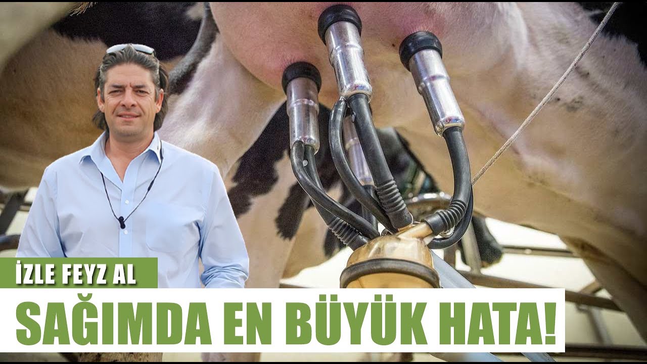 Sencer Solakoğlu Asla Bu Hatayı Yapmayın Diyerek Açıkladı! İnek Sağımında Çok Önemli l İzle Feyz Al