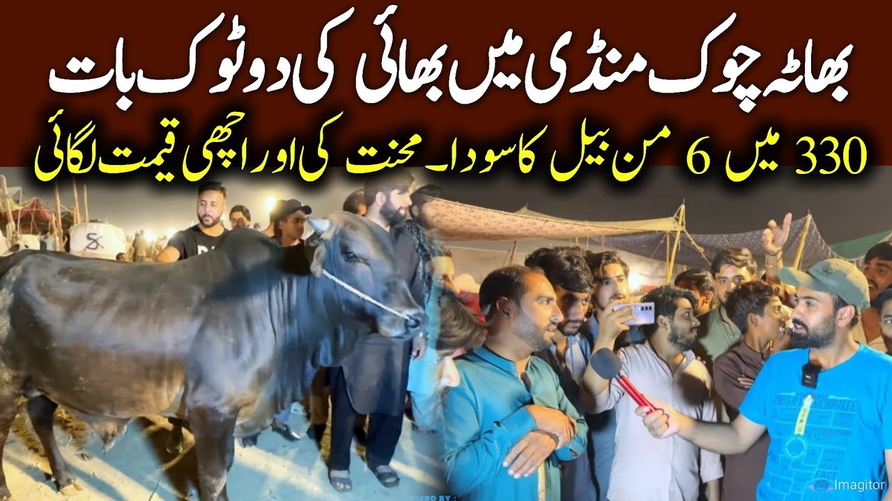 Bhatta Chowk Mandi 2025 - 330 main Deal close - live Bargaining Cow Mandi 2025 - qurbani 2025
