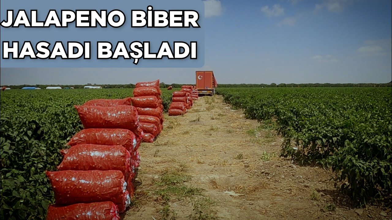 HARİKA BİBER JALAPENO  HASADI BAȘLADI. ÜRETİCİ MEMNUN HALİNDEN