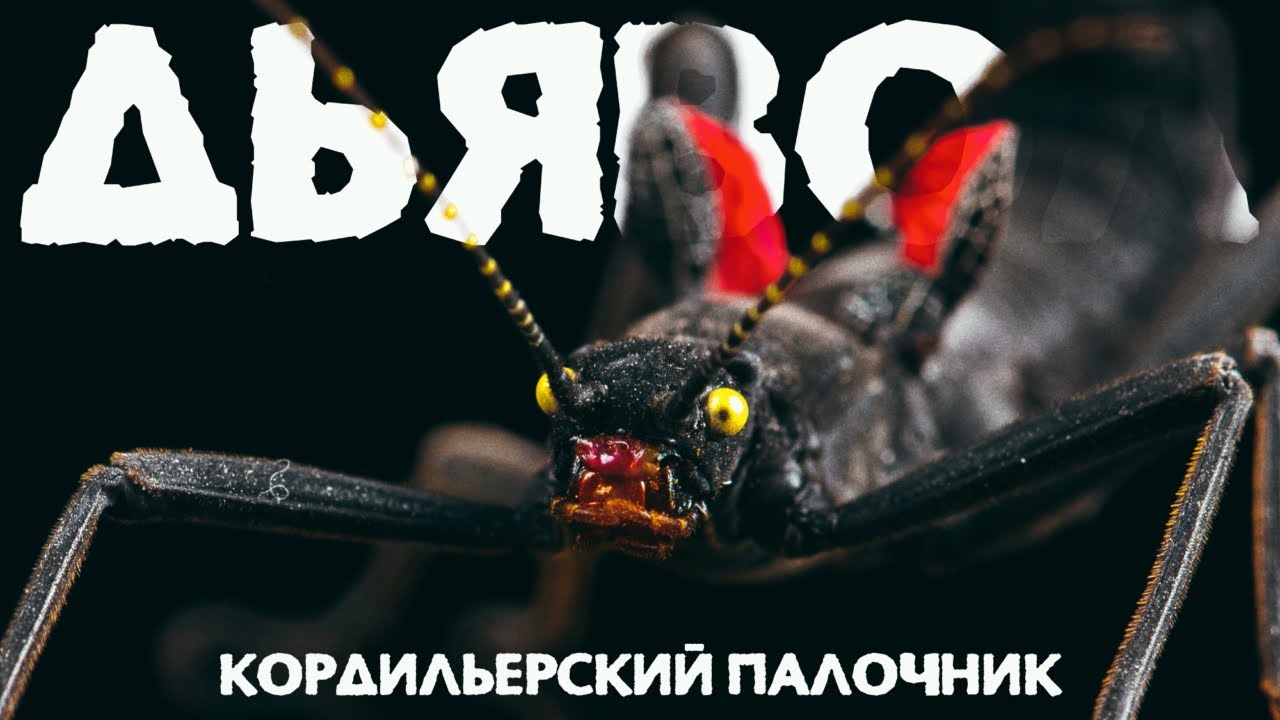Содержание ДЬЯВОЛА дома  👹  Кордильерский Палочник