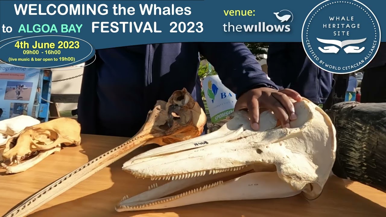 Welcoming the Whales Festival 2023 Advert| Gqeberha/Port Elizabeth