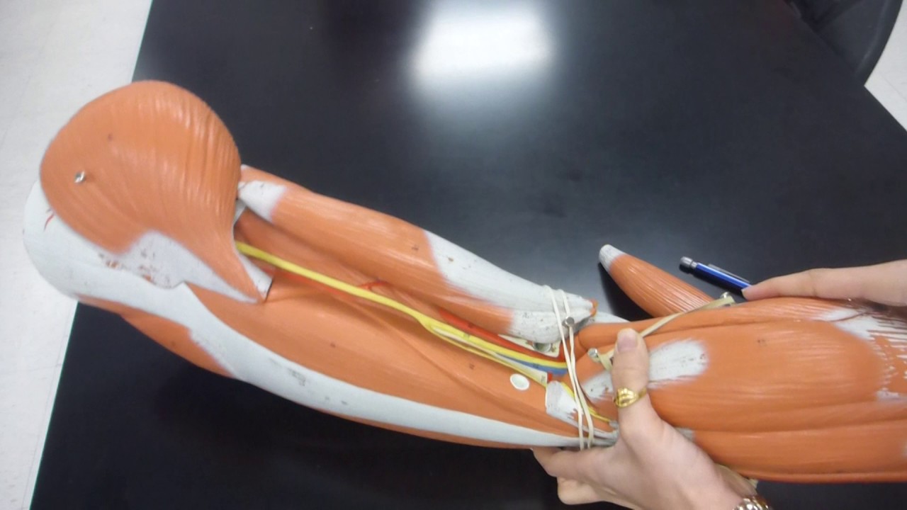 Muscles of the Thigh and the Leg