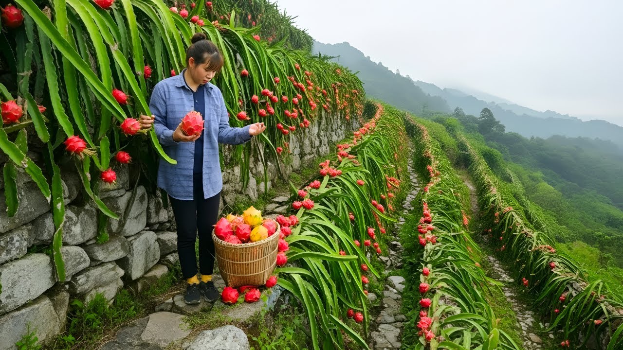 Harvesting dragon fruit and taking it to the market to sell - Enjoying delicious cakes with dad