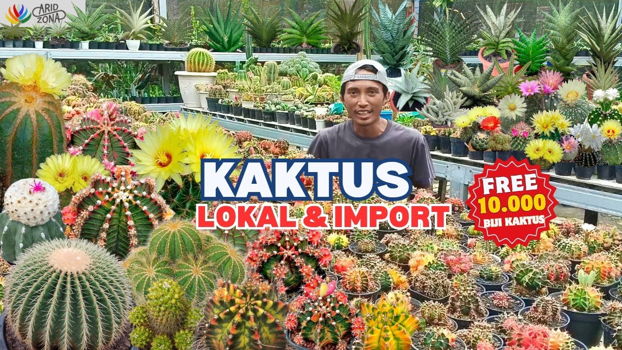 JENIS KAKTUS TERLENGKAP‼️IMPORT & LOKAL BESERTA HARGANYA (FREE 10.000 BIJI KAKTUS)