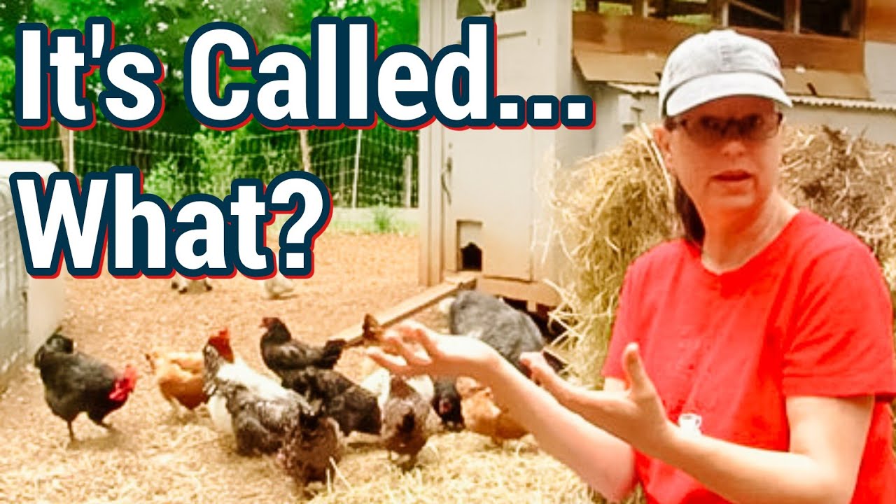 Chicken Terms & Definitions | Chicken Lingo 101