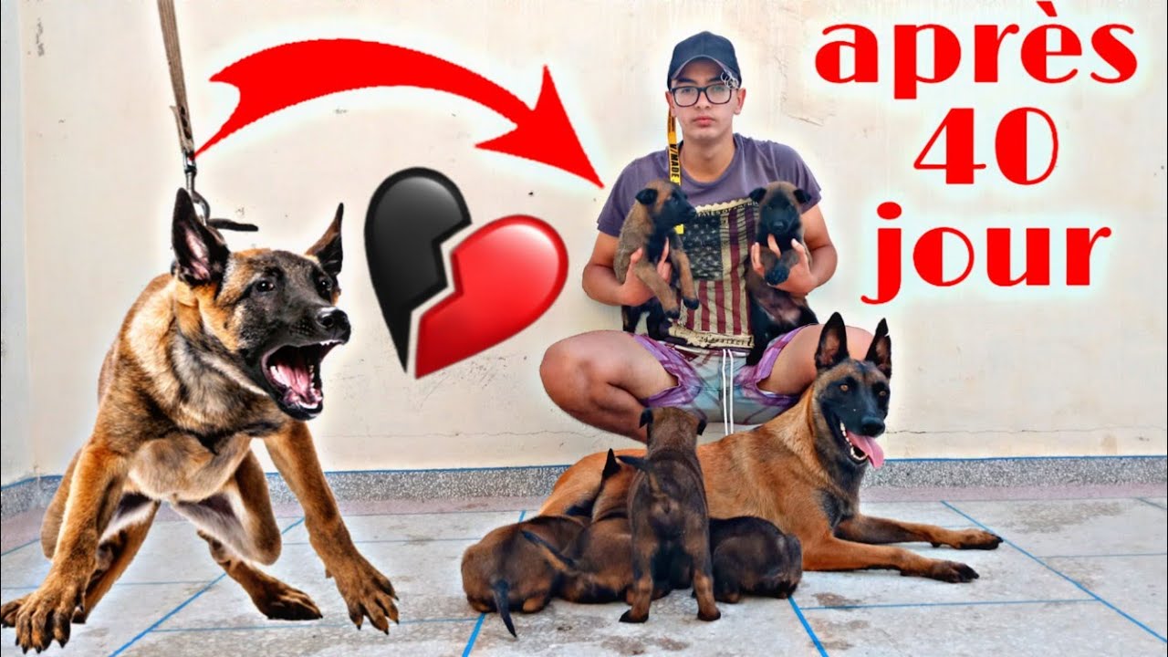 كلبتي ولدات 😱 ( الجزء التاني )