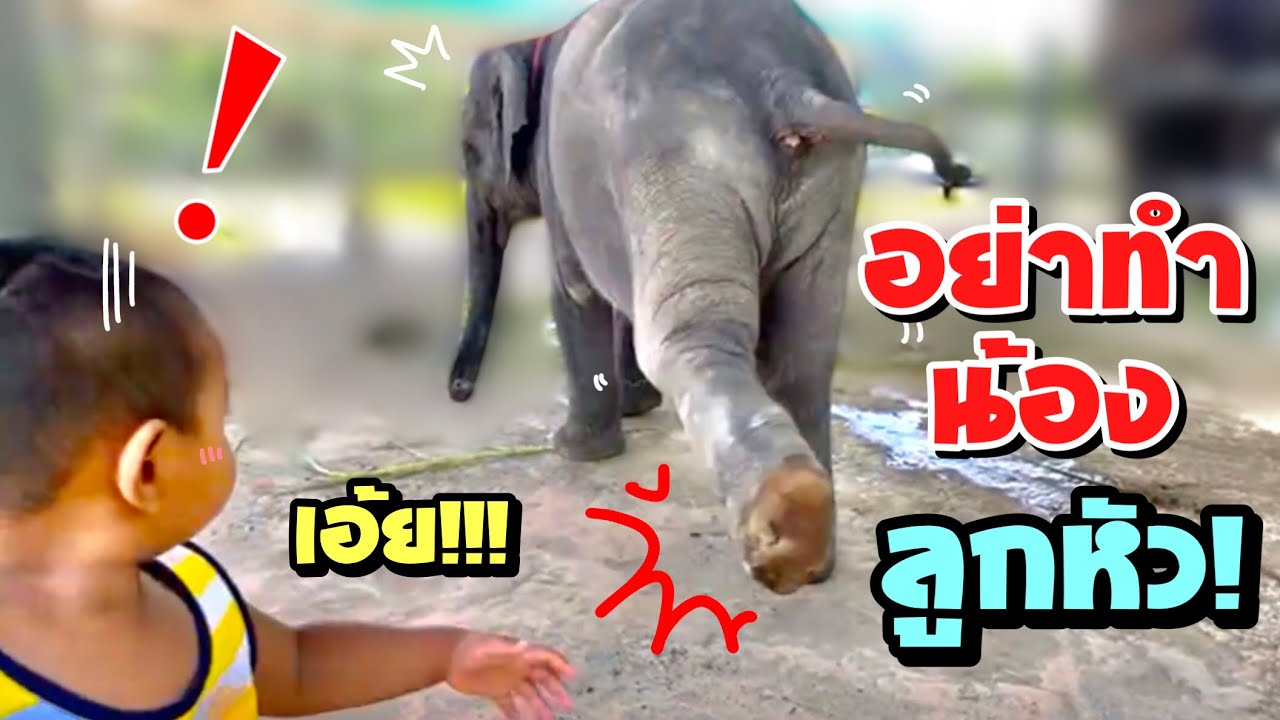 ระทึก🔅นาโนคลิกลูกควาญหัวลอยเลย😜บัวบานหิวนำ้🤣elephant