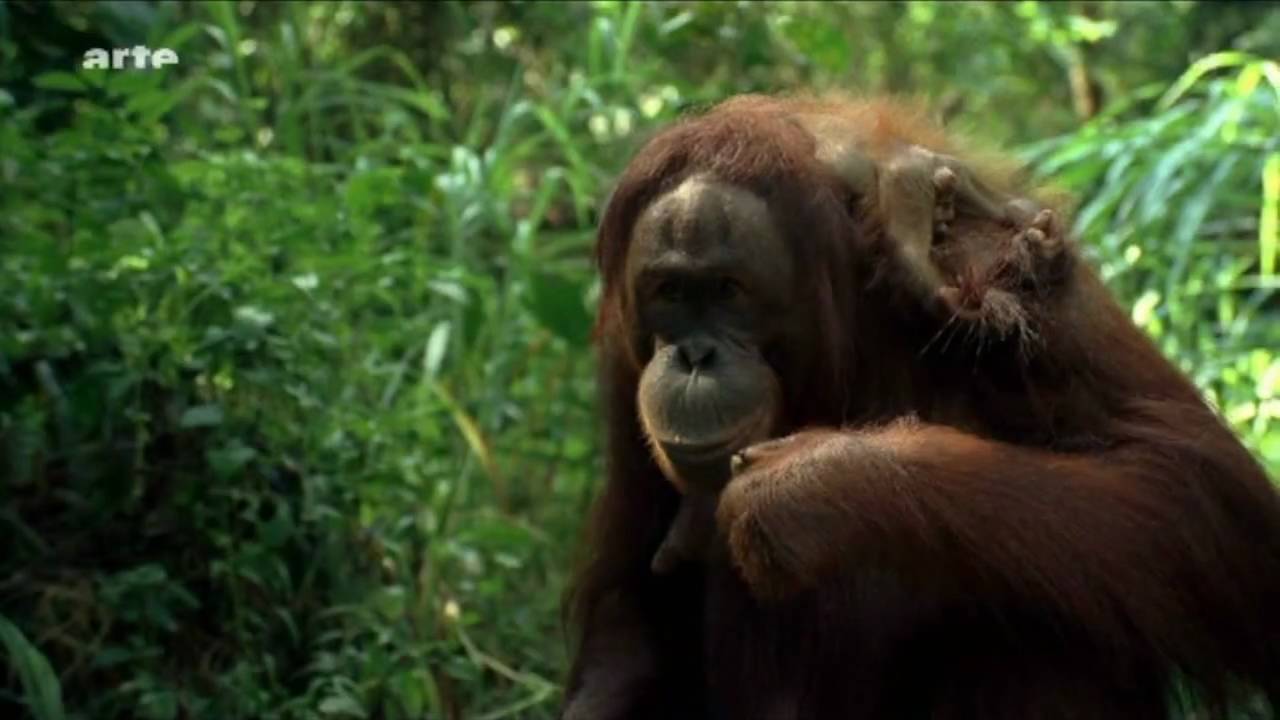 Orang Utans auf Borneo (HD Video!)