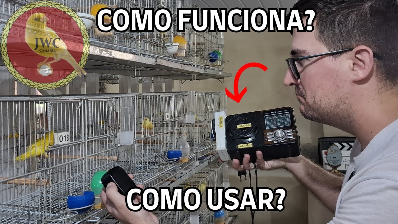COMO FUNCIONA O ENCARTE PRA CANÁRIO! #canariljwc #canário