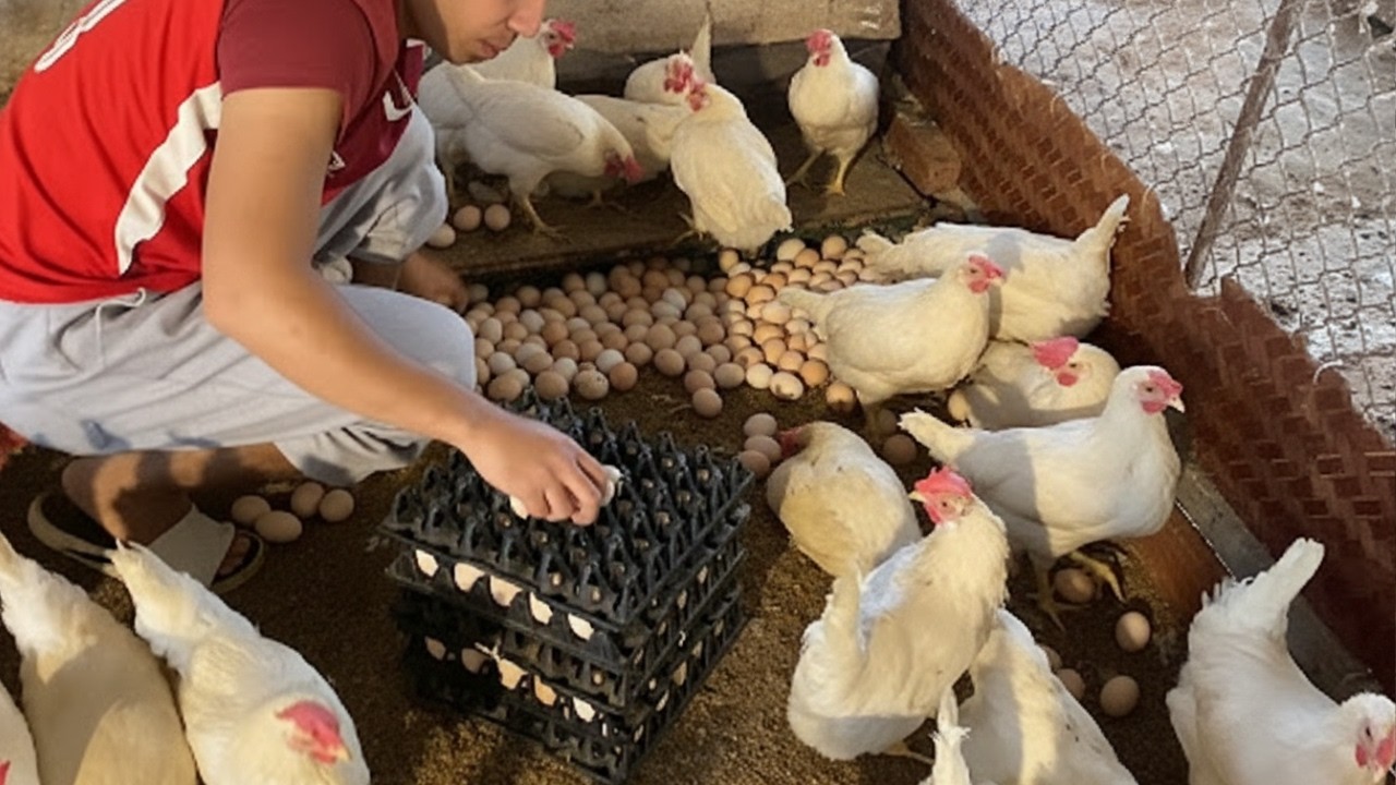 Massive Egg Harvest! Collecting Hundreds of Fresh Eggs on the Chicken Farm.