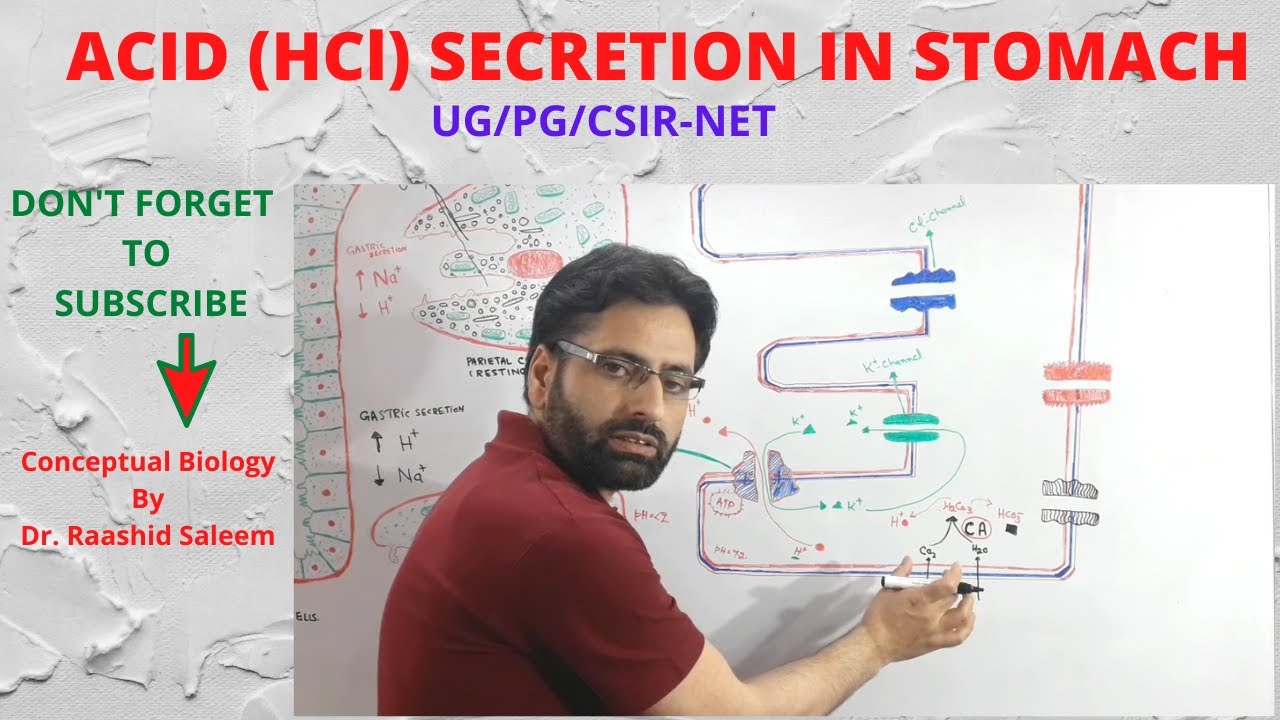 MECHANISM OF ACID (HCl) SECRETION BY PARIETAL CELLS/STOMACH