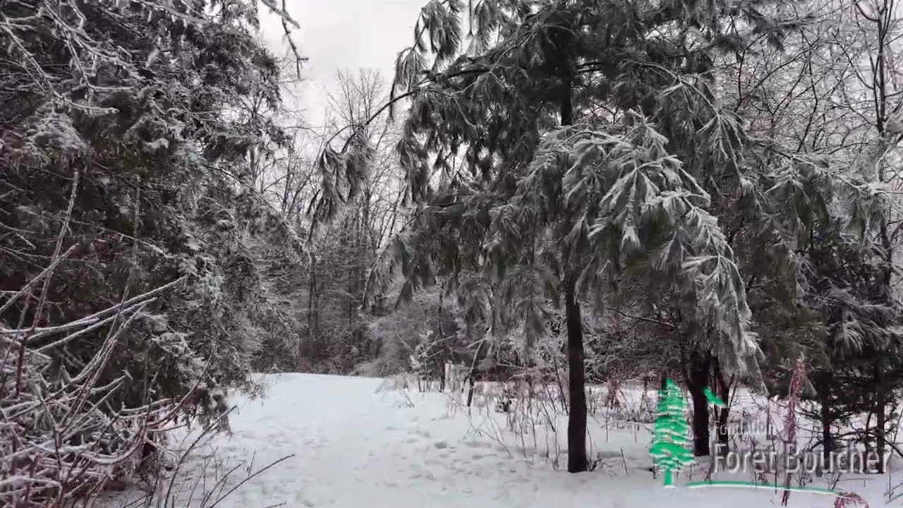 2026-03-12 Après le verglas, dans la Forêt Boucher, vidéo de 5 min pour la Fondation Forêt-Boucher